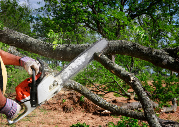 Maugansville, MD Tree Services Company